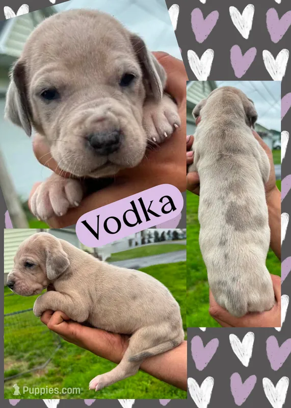 Vodka – Great Dane puppy for sale in Bolivar, NY