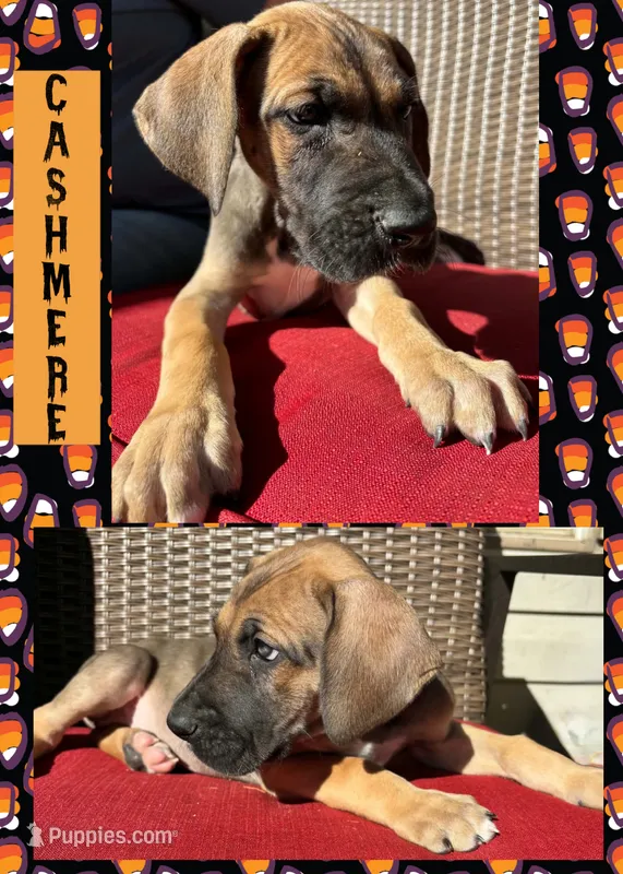 CASHMERE – Great Dane puppy for sale in Bolivar, NY