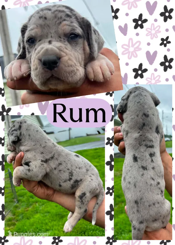 Rum – Great Dane puppy for sale in Bolivar, NY