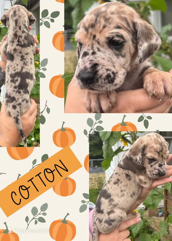 COTTON – Great Dane puppy for sale in Bolivar, NY