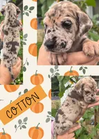 COTTON, a female Great Dane for sale in Bolivar, NY – 1 of 2