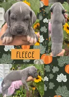 FLEECE, a female Great Dane for sale in Bolivar, NY – 1 of 1