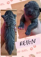 REIGN, a female Great Dane for sale in Bolivar, NY – 1 of 1