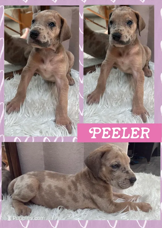 Peeler  – Great Dane puppy for sale in Bolivar, NY
