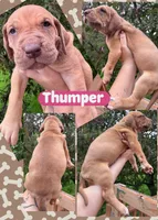 Thunper, a female Great Dane for sale in Bolivar, NY – 1 of 1