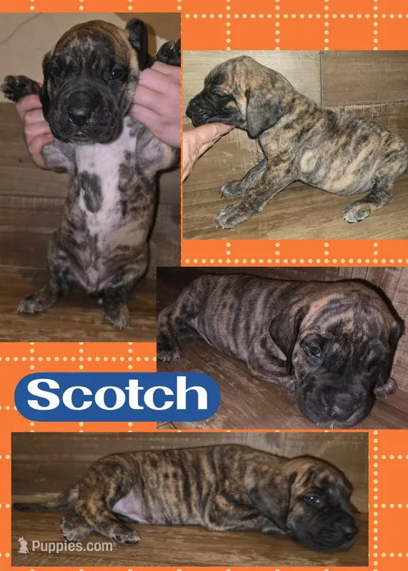 Scotch – Great Dane puppy for sale in Bolivar, NY