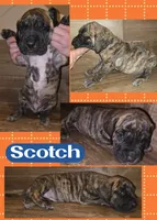 Scotch, a male Great Dane for sale in Bolivar, NY – 1 of 1