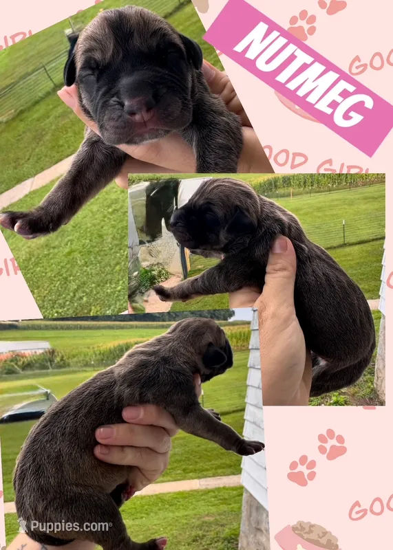 NUTMEG – Great Dane puppy for sale in Bolivar, NY