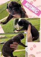 NUTMEG, a female Great Dane for sale in Bolivar, NY – 1 of 1