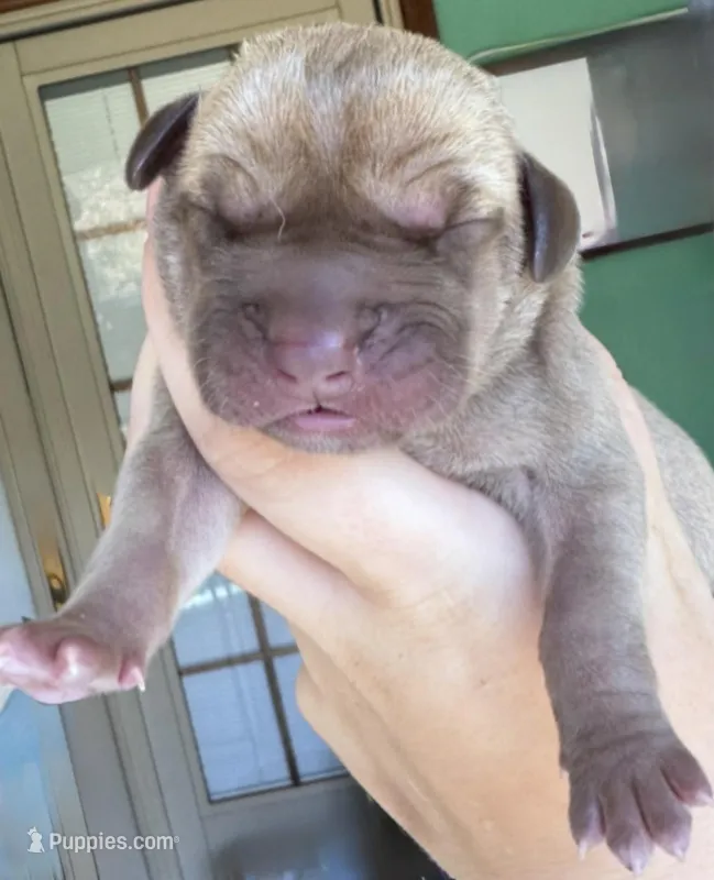 SCOOBY – Great Dane puppy for sale in Bolivar, NY