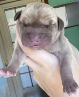 SCOOBY, a male Great Dane for sale in Bolivar, NY – Photo 1 of 2