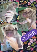 SCOOBY, a male Great Dane for sale in Bolivar, NY – Photo 2 of 2