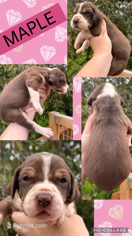 Maple – Great Dane puppy for sale in Bolivar, NY
