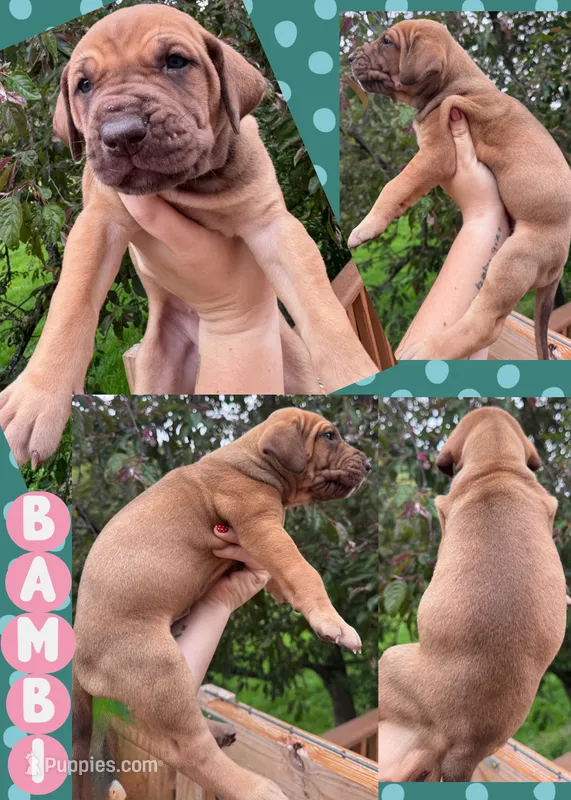 BAMBI – Great Dane puppy for sale in Bolivar, NY