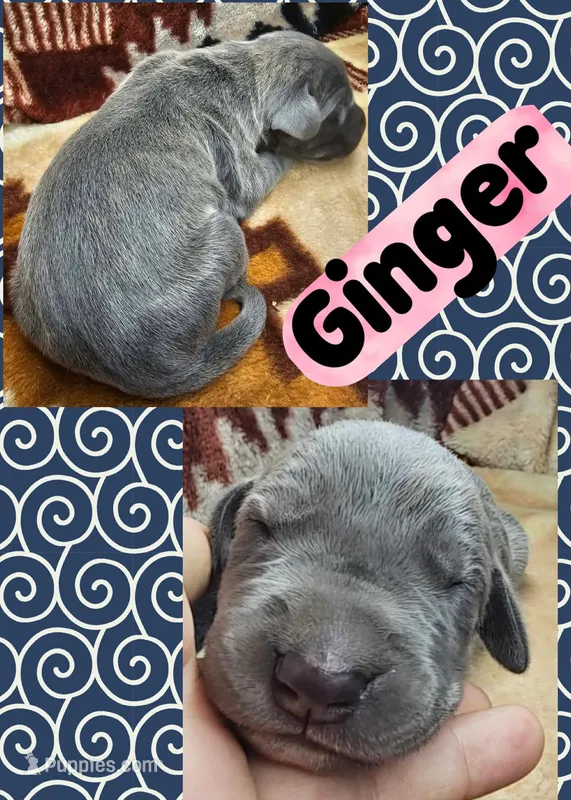 Ginger – Great Dane puppy for sale in Bolivar, NY