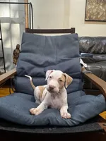 Shrooms, a male American Bully and American Pit Bull Terrier for sale in Chicago, IL – 2 of 2