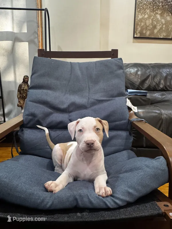 Shrooms – American Bully, American Pit Bull Terrier puppy for sale in Chicago, IL
