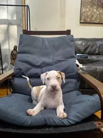 Shrooms, a male American Bully and American Pit Bull Terrier for sale in Chicago, IL – 1 of 2