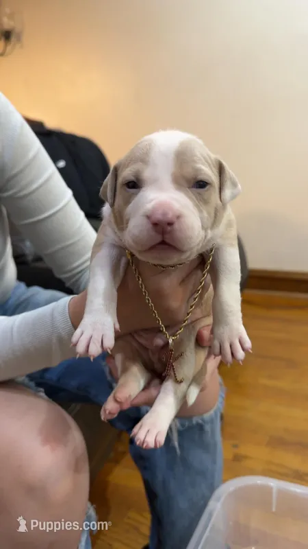 Twinkie – American Bully, American Pit Bull Terrier puppy for sale in Chicago, IL