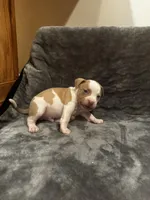 Snoopy, a male American Bully for sale in Chicago, IL – Photo 4 of 4