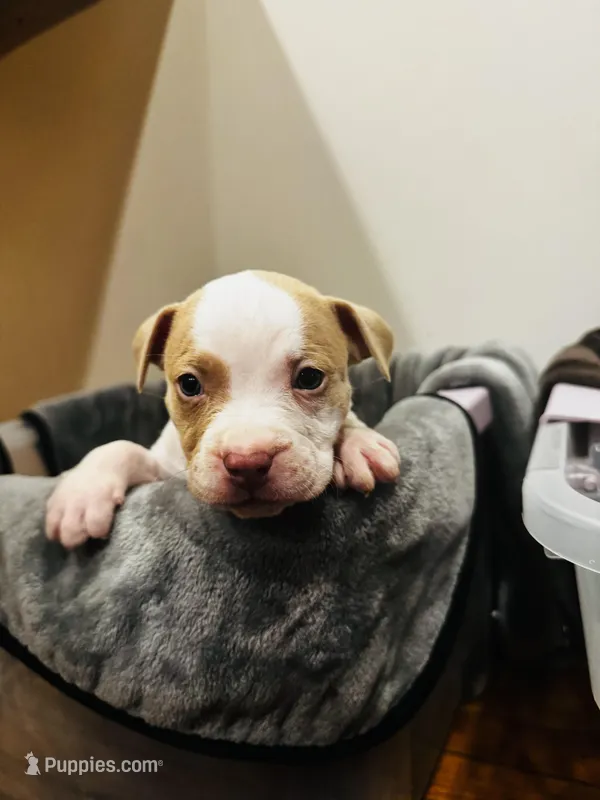 Snoopy – American Bully puppy for sale in Chicago, IL