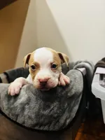 Snoopy, a male American Bully for sale in Chicago, IL – Photo 1 of 4