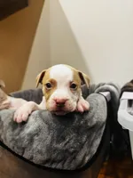 Snoopy, a male American Bully for sale in Chicago, IL – Photo 3 of 4