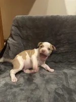 Gremlin, a male American Bully for sale in Chicago, IL – Photo 2 of 2