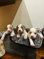 Snoopy, a male American Bully for sale in Chicago, IL – Photo 2 of 4