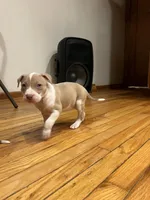 Twinkie, a  American Bully and American Pit Bull Terrier for sale in Chicago, IL – Photo 6 of 6
