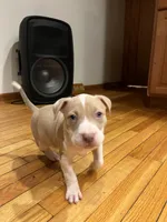 Twinkie, a  American Bully and American Pit Bull Terrier for sale in Chicago, IL – Photo 3 of 6