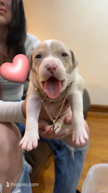Twinkie – American Bully, American Pit Bull Terrier puppy for sale in Chicago, IL