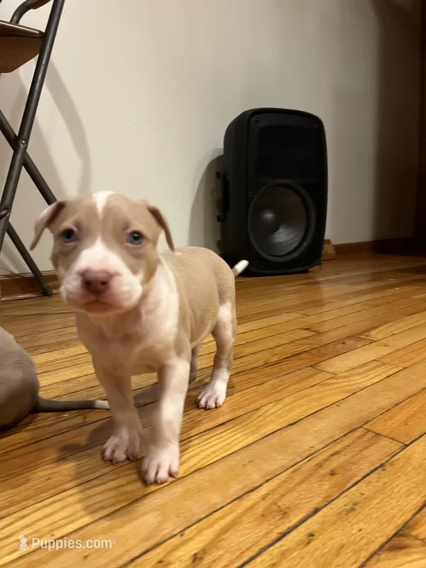Twinkie, a  American Bully and American Pit Bull Terrier for sale in Chicago, IL – Photo 1 of 6