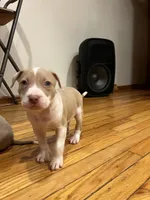 Twinkie, a  American Bully and American Pit Bull Terrier for sale in Chicago, IL – Photo 1 of 6