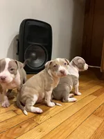 Twinkie, a  American Bully and American Pit Bull Terrier for sale in Chicago, IL – Photo 5 of 6