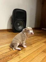 Twinkie, a  American Bully and American Pit Bull Terrier for sale in Chicago, IL – Photo 4 of 6