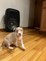 Twinkie, a  American Bully and American Pit Bull Terrier for sale in Chicago, IL – Photo 2 of 6