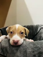 Twinkie, a female American Bully and American Pit Bull Terrier for sale in Chicago, IL – Photo 3 of 3