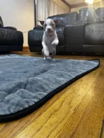 Lil C, a male American Bully and American Pit Bull Terrier for sale in Chicago, IL – Photo 3 of 5