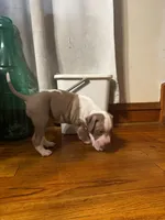 Lil C, a male American Bully and American Pit Bull Terrier for sale in Chicago, IL – Photo 5 of 5