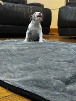 Lil C, a male American Bully and American Pit Bull Terrier for sale in Chicago, IL – Photo 2 of 5