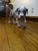 Lil C, a male American Bully and American Pit Bull Terrier for sale in Chicago, IL – Photo 4 of 5