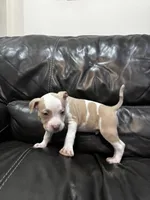 Scrappy, a male American Bully and American Pit Bull Terrier for sale in Chicago, IL – Photo 2 of 4