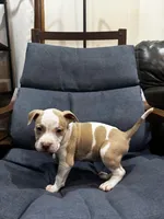 Scrappy, a male American Bully and American Pit Bull Terrier for sale in Chicago, IL – Photo 3 of 4