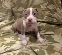 Romeo, a male American Bully and American Pit Bull Terrier for sale in Chicago, IL – Photo 1 of 2