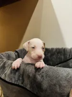 Shrooms, a male American Bully and American Pit Bull Terrier for sale in Chicago, IL – Photo 2 of 2