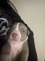 Dopey, a male American Bully and American Pit Bull Terrier for sale in Chicago, IL – Photo 4 of 4