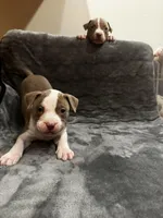 Grizzly, a male American Bully and American Pit Bull Terrier for sale in Chicago, IL – Photo 2 of 3