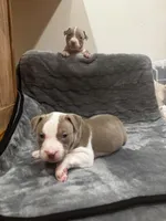 Grizzly, a male American Bully and American Pit Bull Terrier for sale in Chicago, IL – Photo 3 of 3