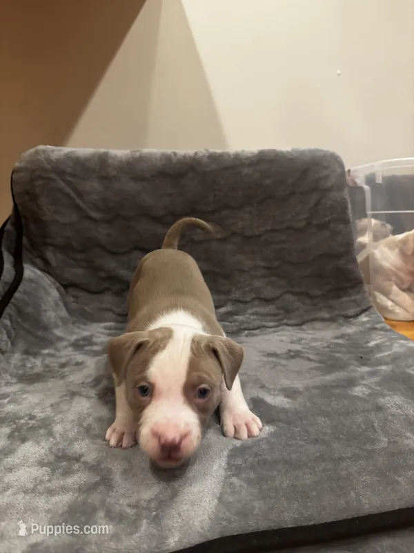 Grizzly – American Bully, American Pit Bull Terrier puppy for sale in Chicago, IL